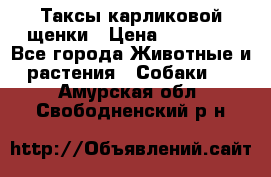 Таксы карликовой щенки › Цена ­ 20 000 - Все города Животные и растения » Собаки   . Амурская обл.,Свободненский р-н